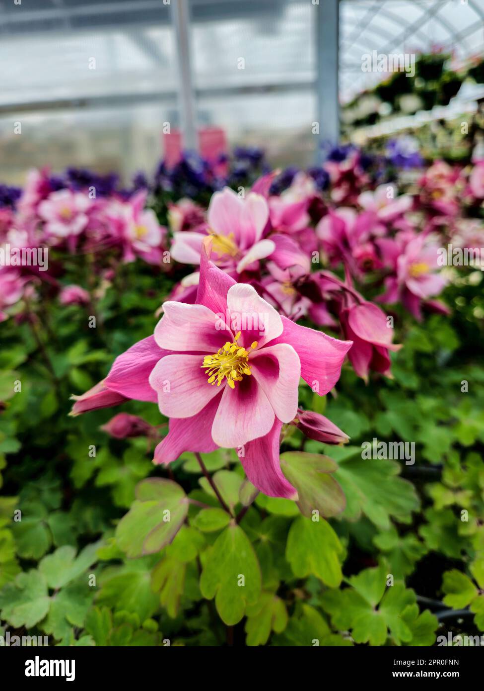 Primer plano de una flor de Columbine rosa en un invernadero Foto de stock