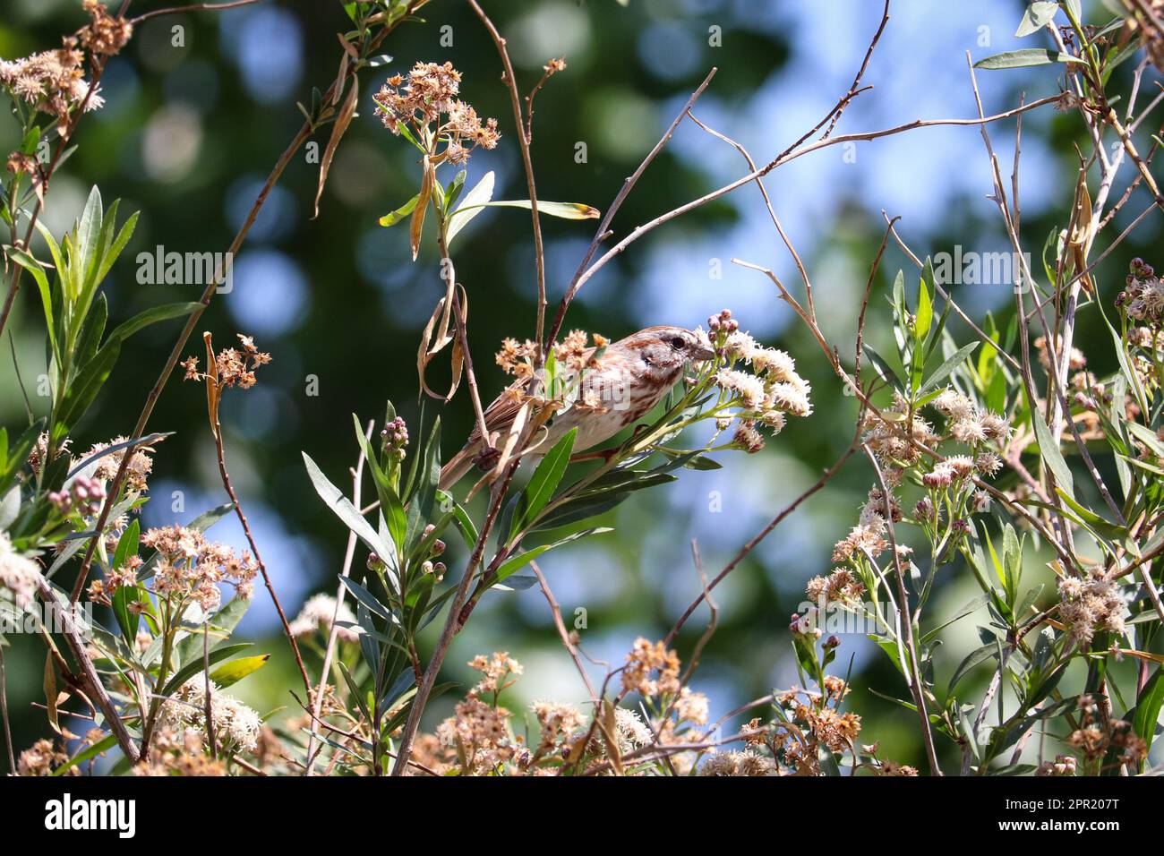 Song sparrow o Melospiza melodia posado en un arbusto gordo de mula en el parque oasis de veteranos en Arizona. Foto de stock