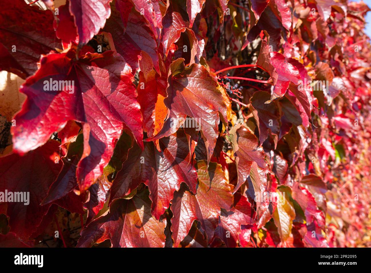 Primer plano de hojas rojas otoñales de vid ornamental con pequeñas bayas. Foto de stock