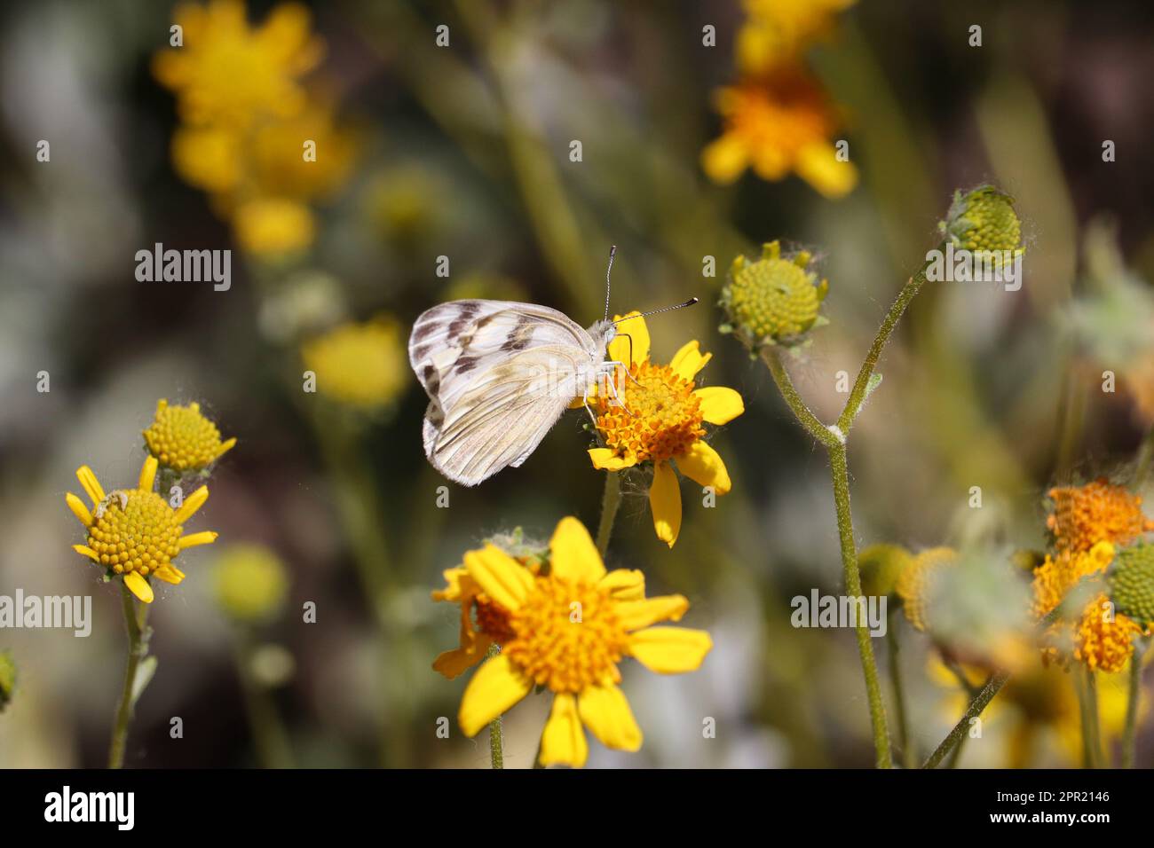 Mariposa blanca a cuadros hembra o protodice Pontia alimentándose de un cepillo quebradizo en el parque oasis de veteranos en Arizona. Foto de stock