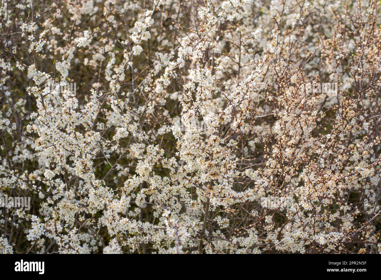 las ramitas de un arbusto de espino negro con un montón de flores blancas a la luz del sol Foto de stock