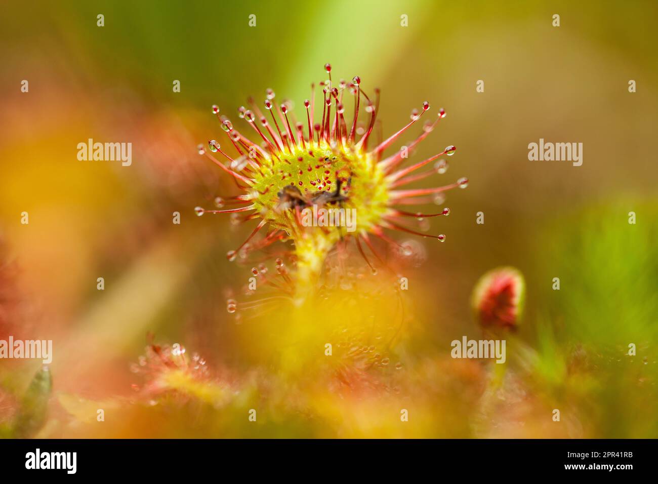 Sundew de hoja redonda, Sundew de hoja redonda (Drosera rotundifolia), hoja con glándulas pegajosas, Alemania Foto de stock