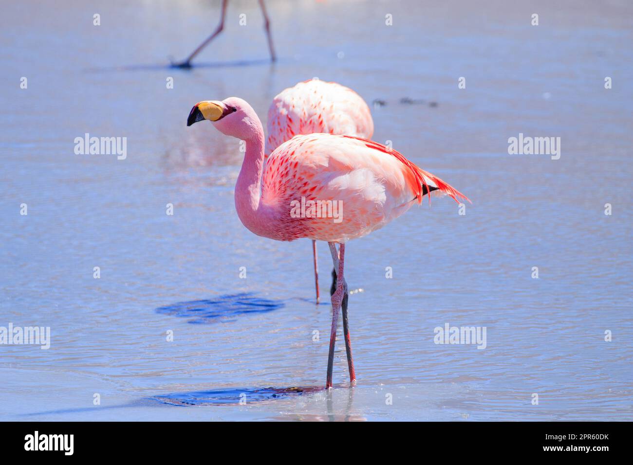 Laguna Hedionda flamencos, Bolivia Foto de stock