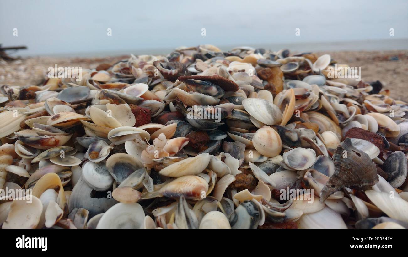 Un montón de conchas marinas en la playa Foto de stock