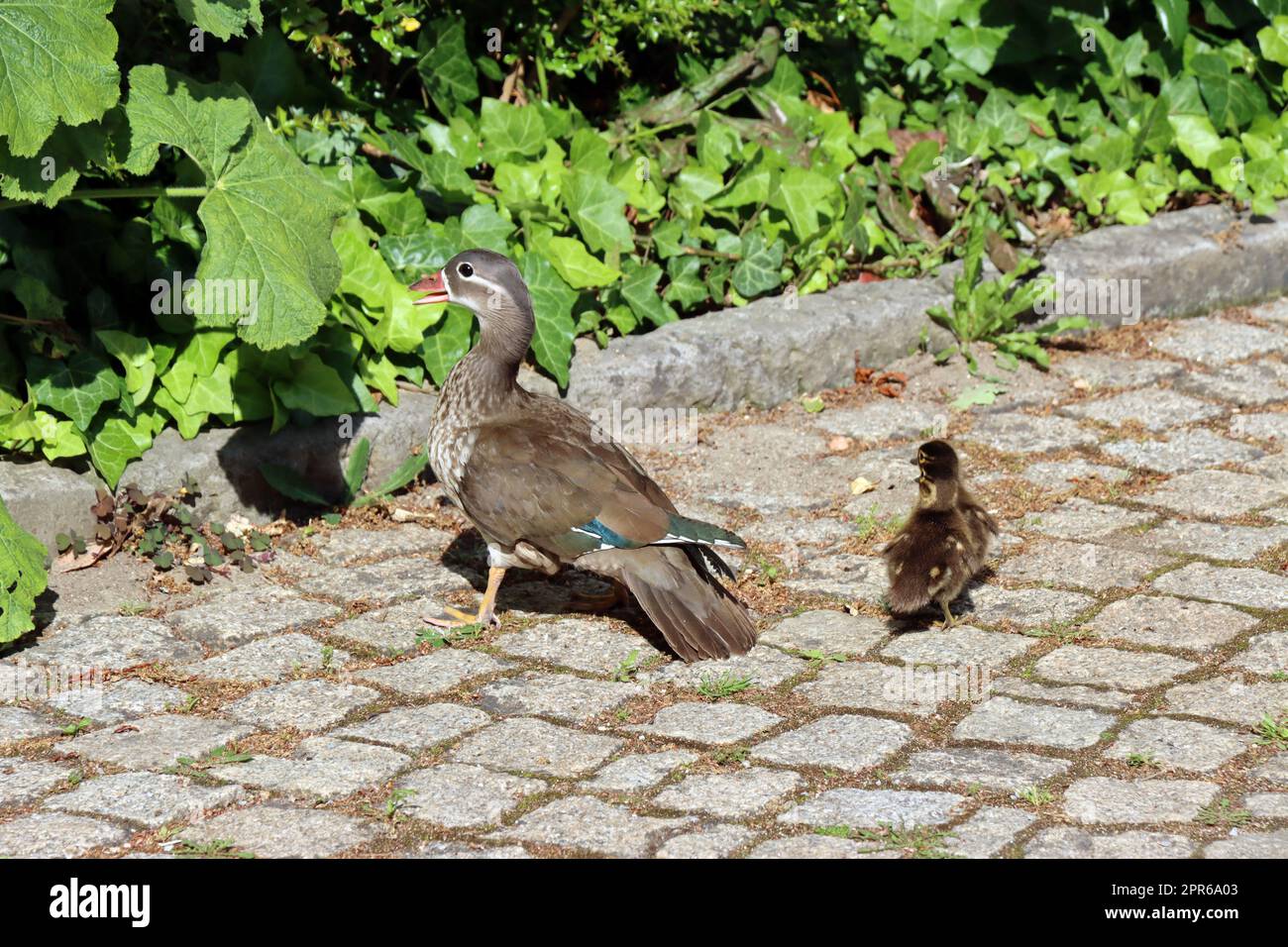 Weibliche Mandarinente (Aix galericulata) mit Küken Foto de stock