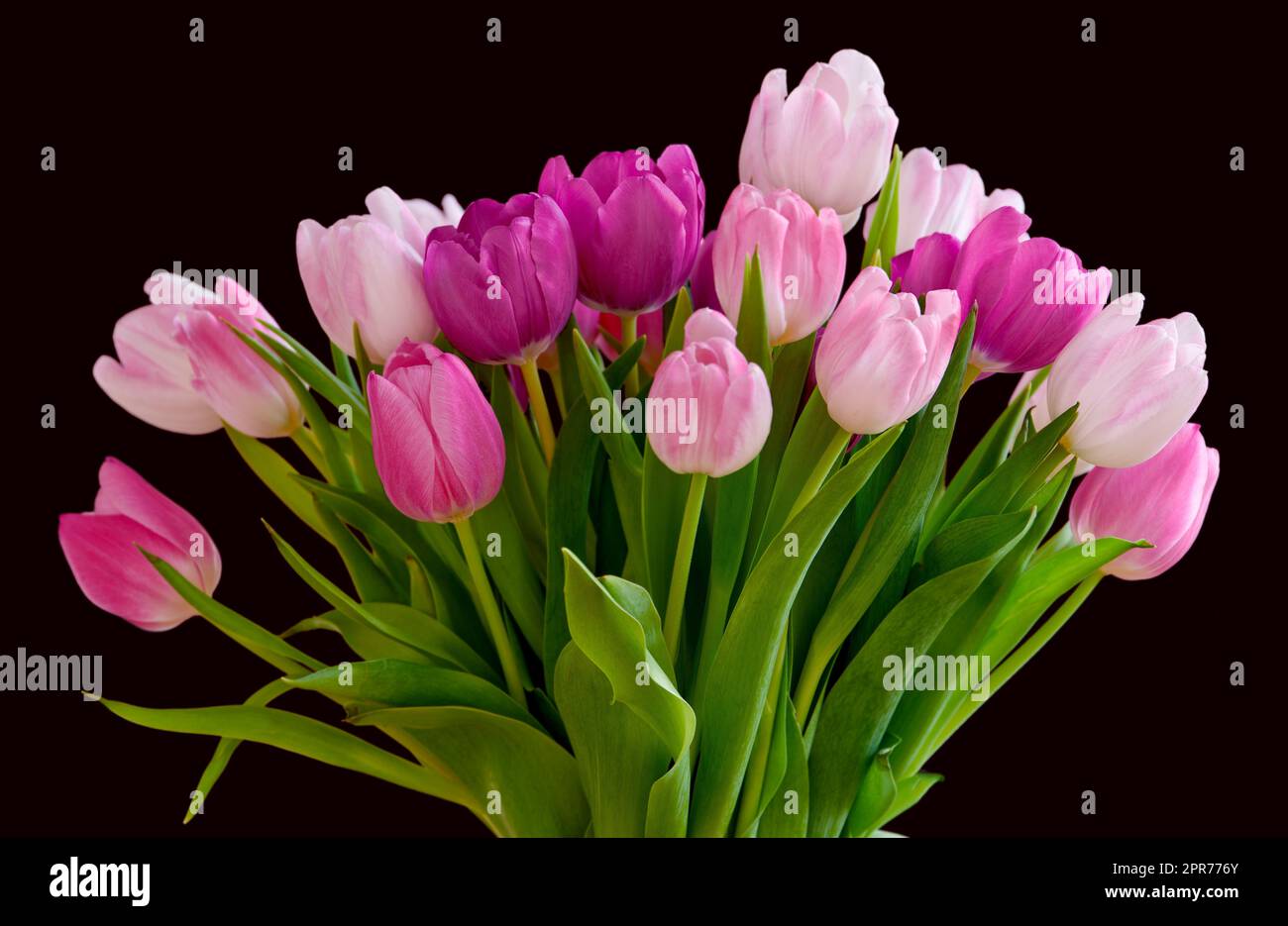 Ramo de flores de tulipanes frescos en una mesa en casa vacía. Flores rosadas frescas del verano que simbolizan la esperanza, el amor y el crecimiento. Flores brillantes como regalo sorpresa o gesto de disculpa contra el copyspace negro Foto de stock