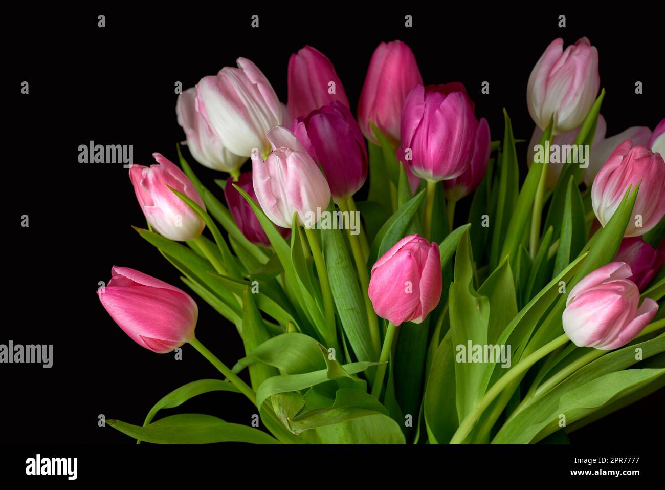 Ramo de flores de tulipanes frescos en una mesa en casa vacía. Flores rosadas frescas del verano que simbolizan la esperanza, el amor y el crecimiento. Flores brillantes como regalo sorpresa o gesto de disculpa contra el espacio de copia negro Foto de stock