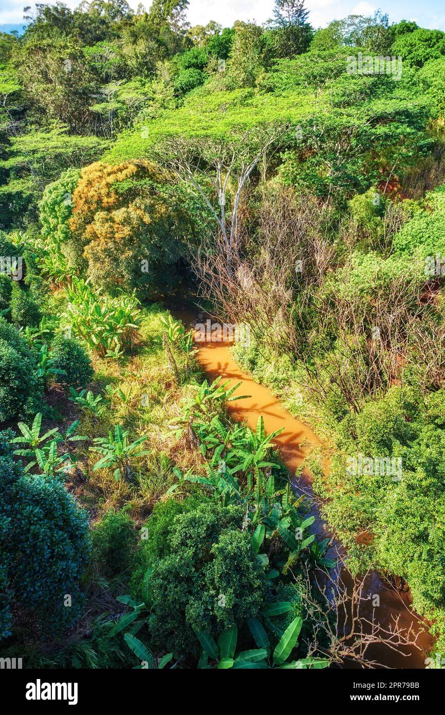 Un río con árboles en una selva tropical en un día soleado. Paisaje de naturaleza salvaje de la silvicultura con un flujo de agua fangosa y follaje verde en verano. Vista aérea de una selva o bosque con mucha vegetación Foto de stock