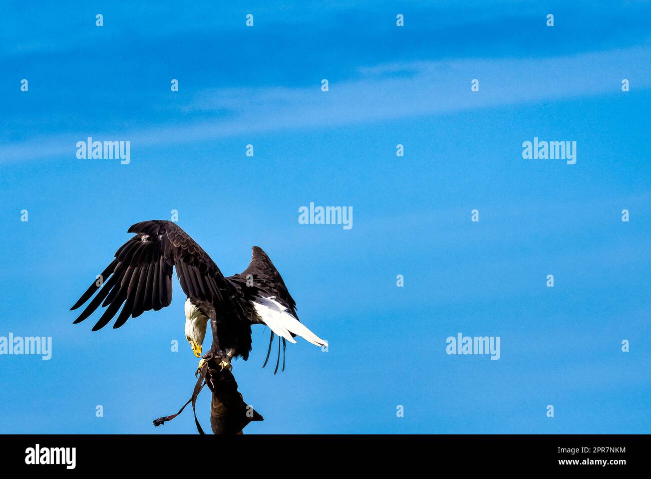 Águila calva joven (Haliaeeeeetus leucocephalus) también conocida como