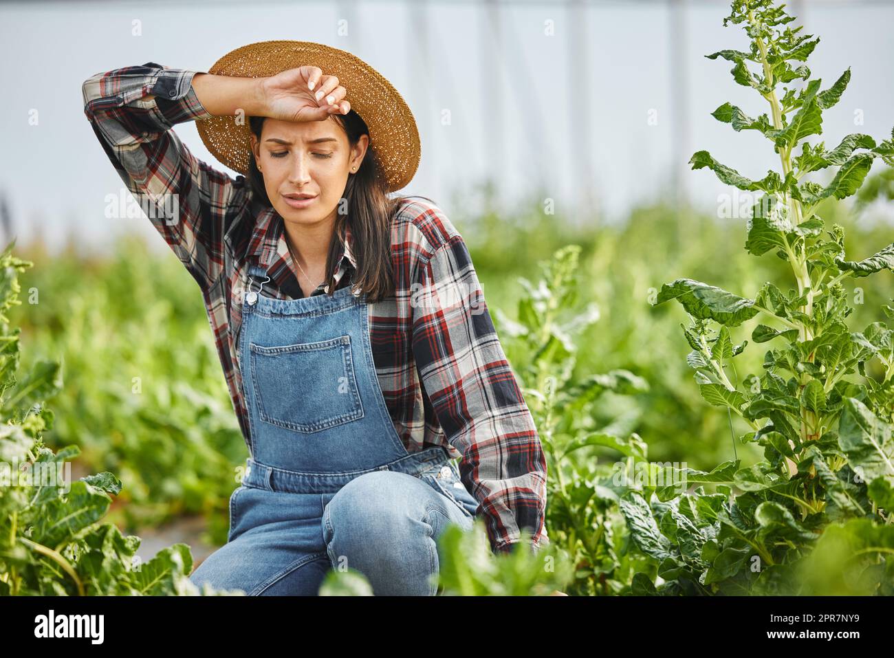 La agricultura no es una tarea fácil. Foto recortada de una atractiva mujer joven trabajando en su granja. Foto de stock