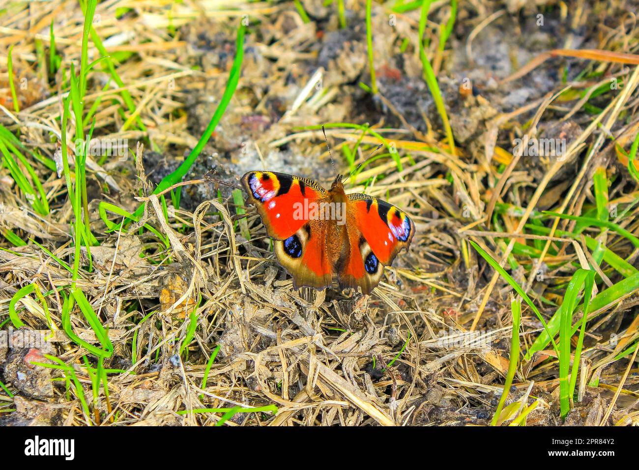 Mariposa naranja aglais io mariposa pavo real europea en flores amarillas. Foto de stock