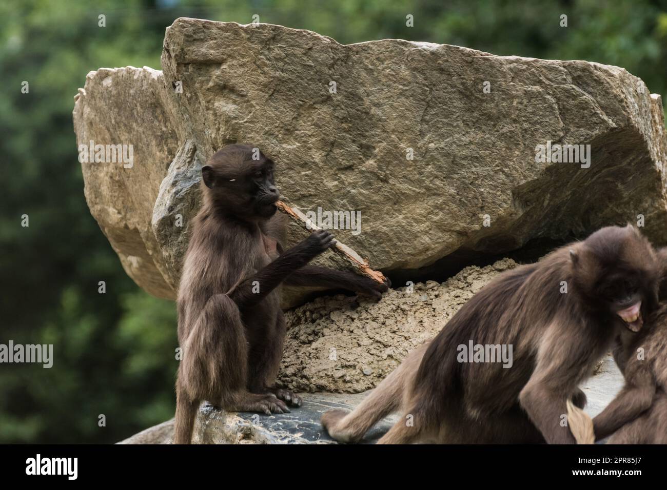 la pequeña gelada toca la flauta en una roca en el zoológico Foto de stock