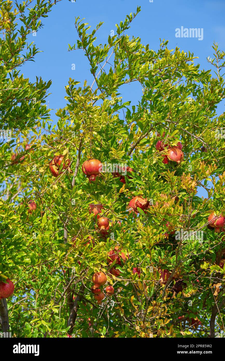 Árboles de granada y hojas afuera. Fruta suculenta madura en un jardín orgánico Frutas maduras de granada colgando de una rama en el jardín. Producción de granada y agricultura ecológica en una granja Foto de stock