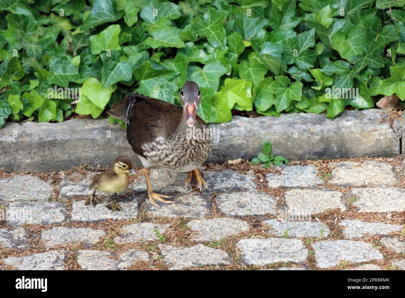 Weibliche Mandarinente (Aix galericulata) mit Küken Foto de stock