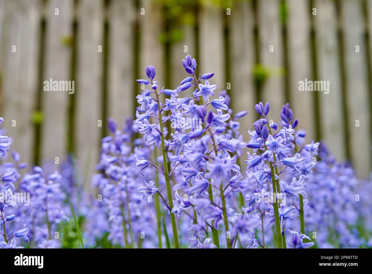 Bluebells en mi jardín. Vibrantes flores de Bluebell que crecen en un jardín del patio trasero de una casa. Detalle de primer plano Hermosas plantas púrpura brillantes florecen y florecen al aire libre en un parque en un día de verano o primavera. Foto de stock