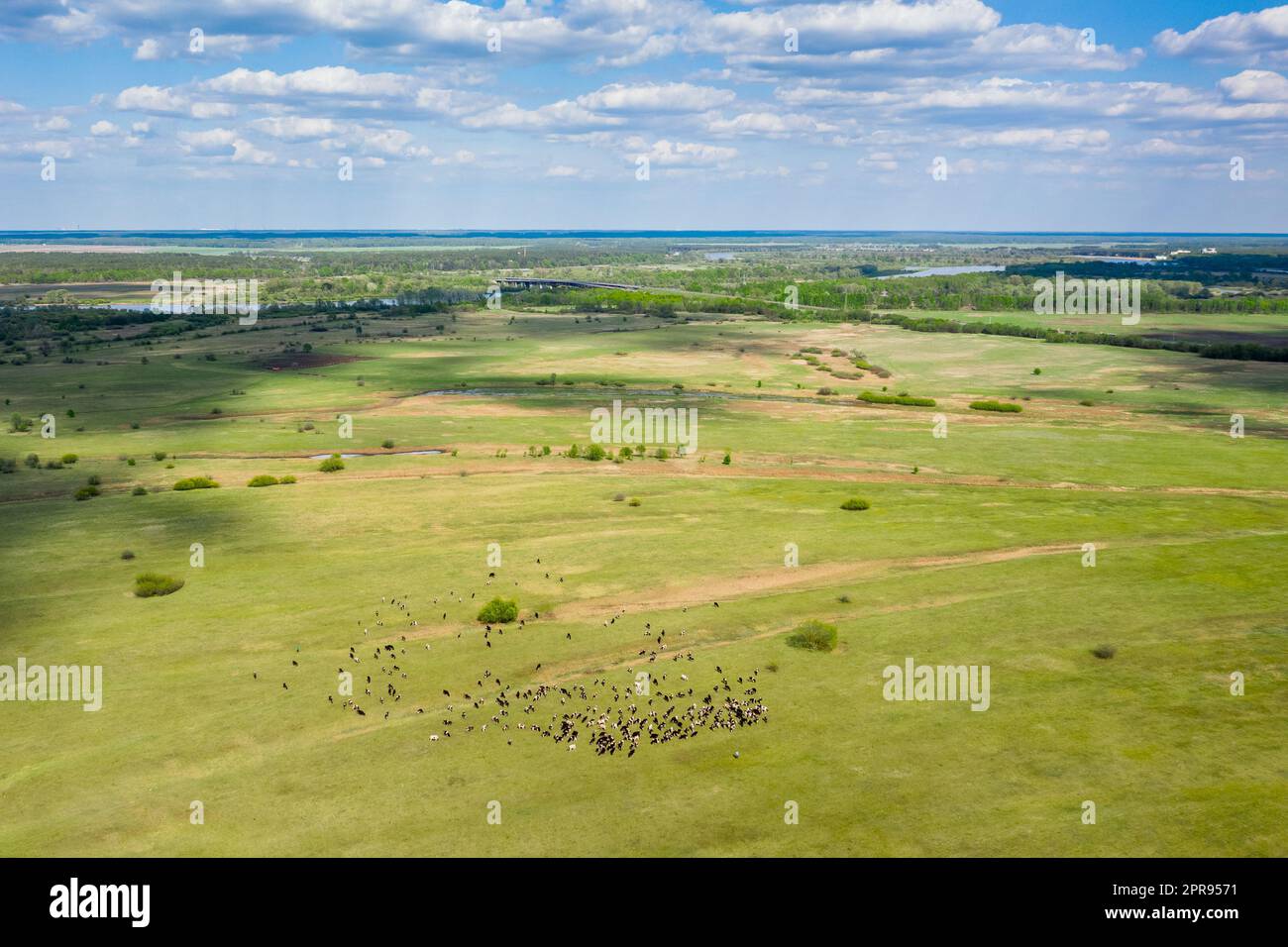 Bielorrusia. Vista aérea de ganado de vacas pastando en pastos. Primavera Verano Verde paisaje de pastos Foto de stock