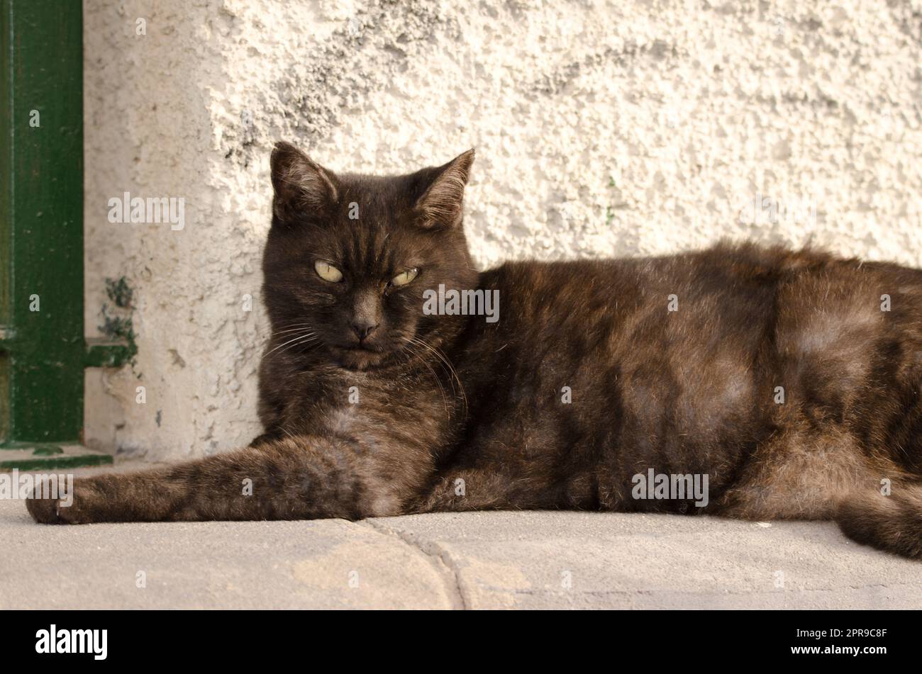 Gato acostado en una acera. Foto de stock