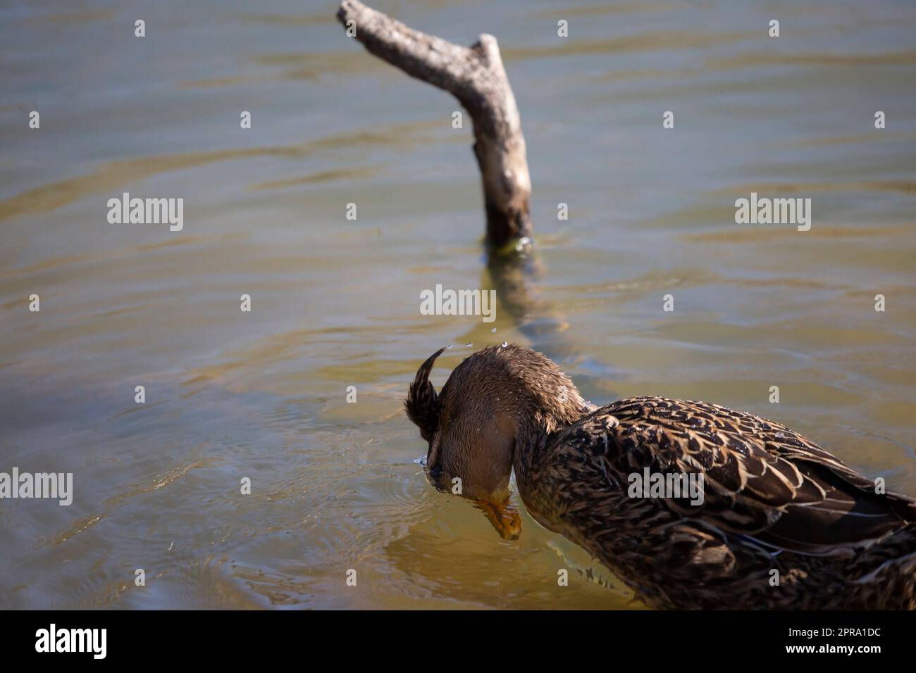 Rouen Hen Foto de stock