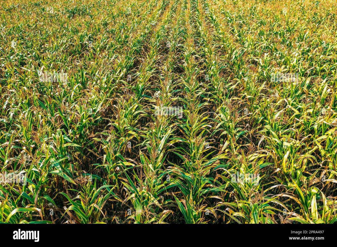 Vista elevada del campo de maíz rural con hileras brotes de maíz. Plantación Green Cornfield. Cultivo agrícola Foto de stock