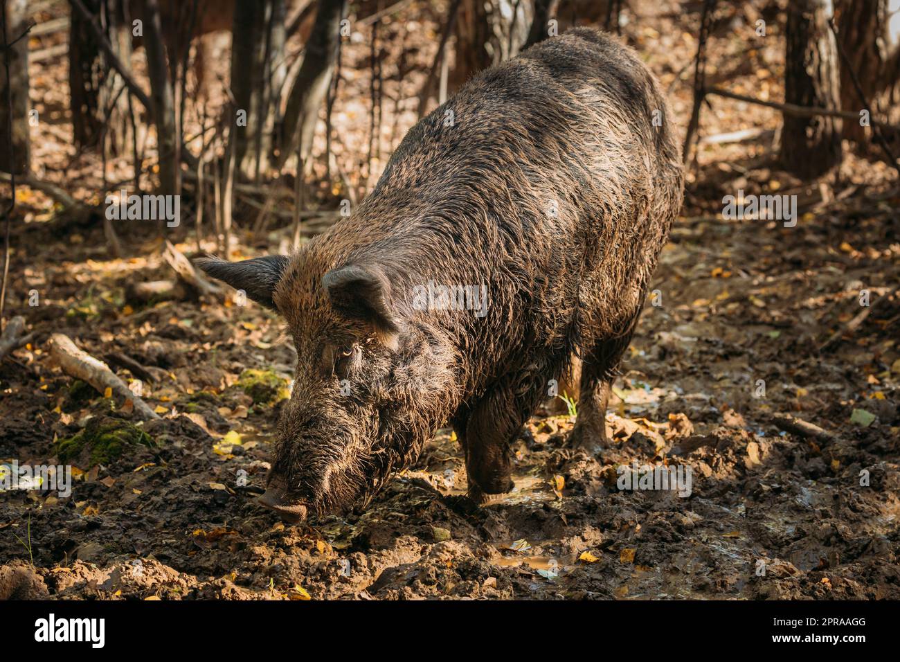 Bielorrusia. Jabalí o Sus Scrofa, también conocido como la Swine Salvaje, el barro de sniffing de Pig Salvaje Eurasiático en el Bosque de Otoño. Foto de stock