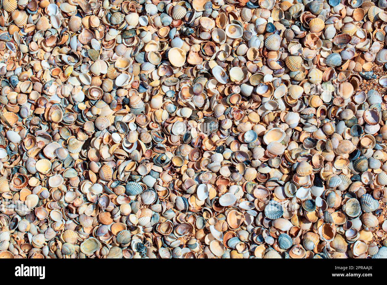 Conchas marinas de la playa tropical como fondo Foto de stock