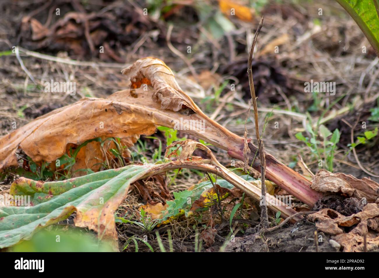 El campo seco de ruibarbo con hojas de ruibarbo marrón en tierras de cultivo secas muestra el calentamiento global y el período de calor extremo causa escasez de cultivos y verduras marchitas sin precipitaciones y escasez de agua Cambio climático Foto de stock