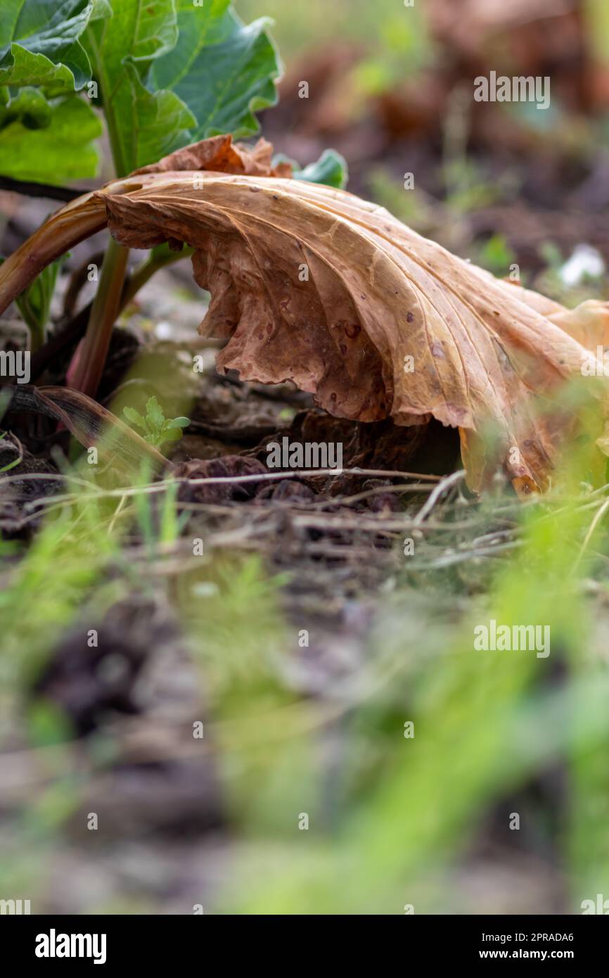 El campo seco de ruibarbo con hojas de ruibarbo marrón en tierras de cultivo secas muestra el calentamiento global y el período de calor extremo causa escasez de cultivos y verduras marchitas sin precipitaciones y escasez de agua Cambio climático Foto de stock