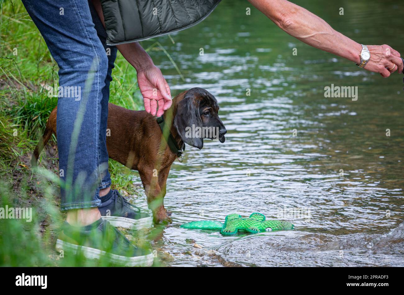 el entrenador de perros intenta atraer a un cachorro al agua Foto de stock