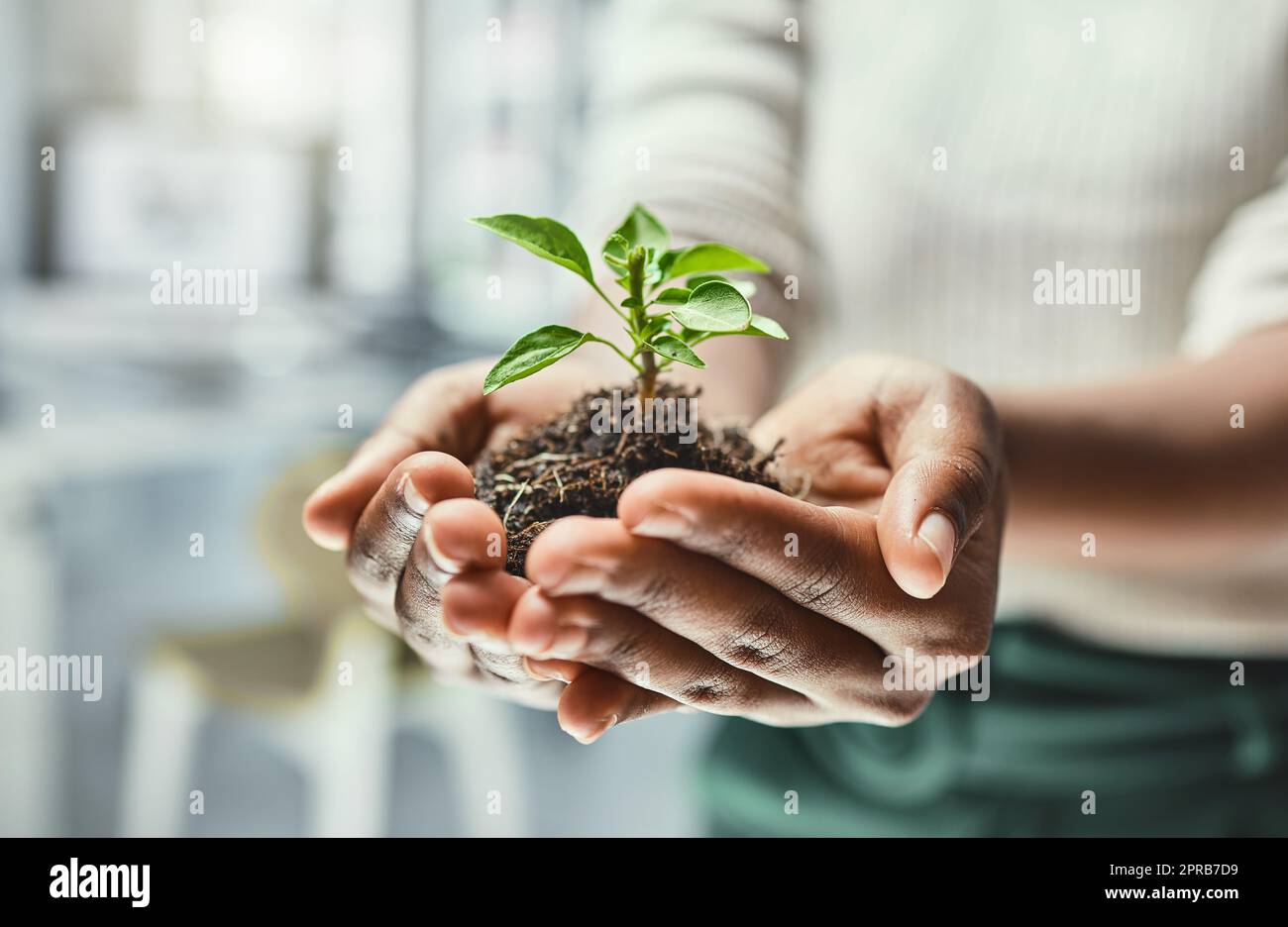 Algo pequeño puede crecer en algo grande con un poco de crianza. Una mujer irreconocible sosteniendo una planta que crece fuera del suelo. Foto de stock