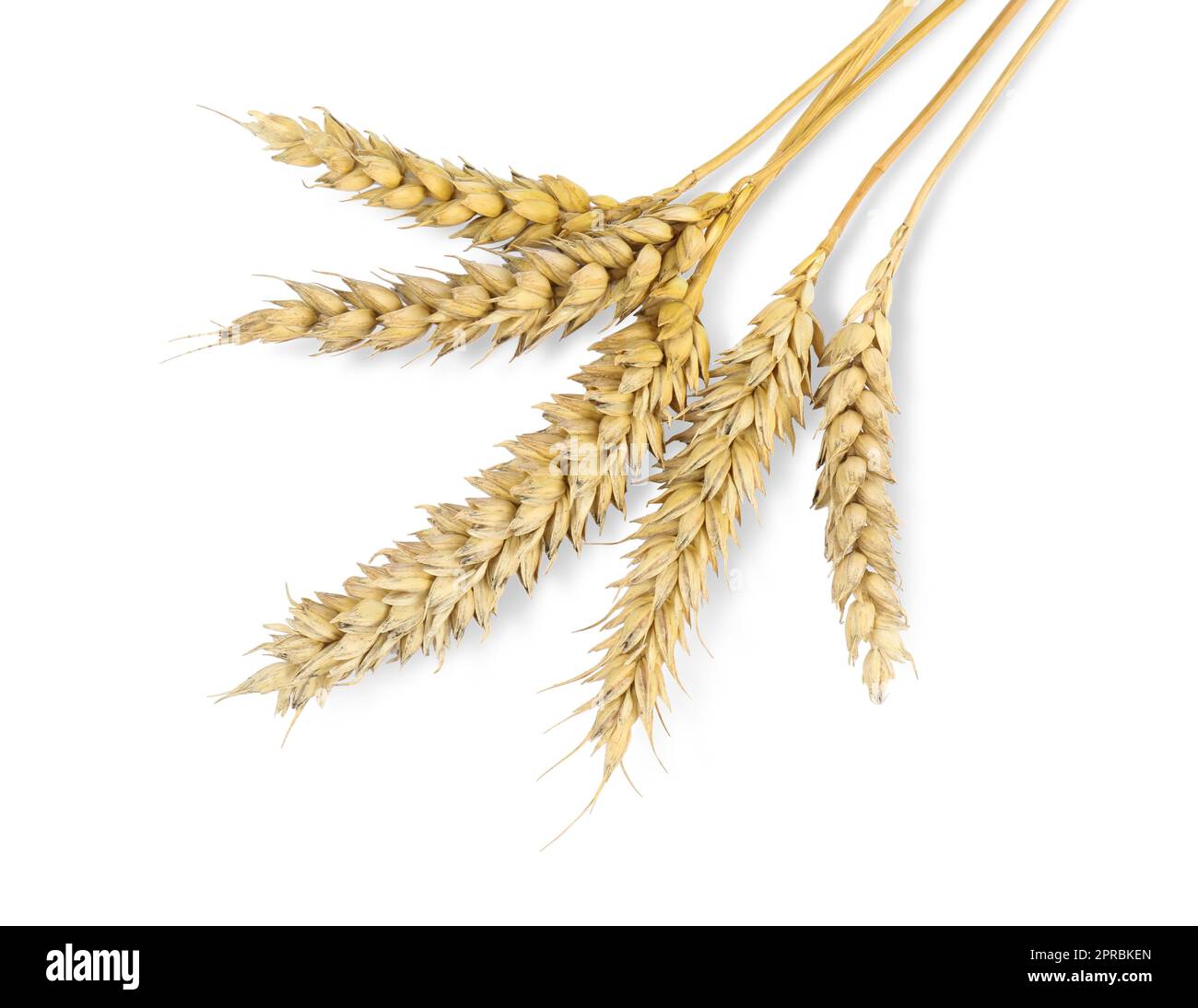 Espigas secas de trigo sobre fondo blanco, vista superior Fotografía de  stock - Alamy