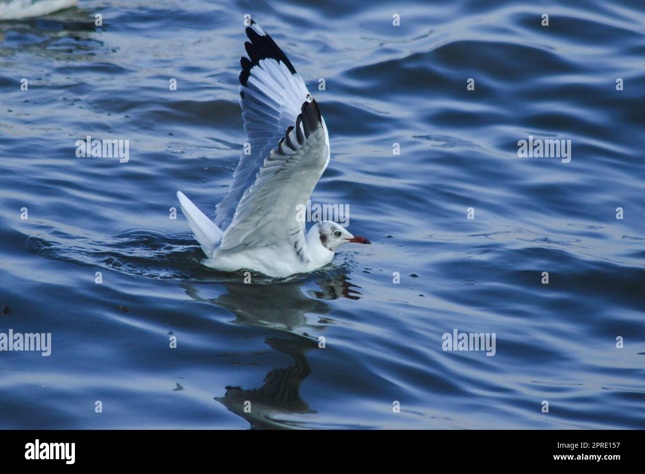 Gaviotas flotando en el agua, viviendo juntas en un grupo grande es un ave de humedales a lo largo de la costa Foto de stock