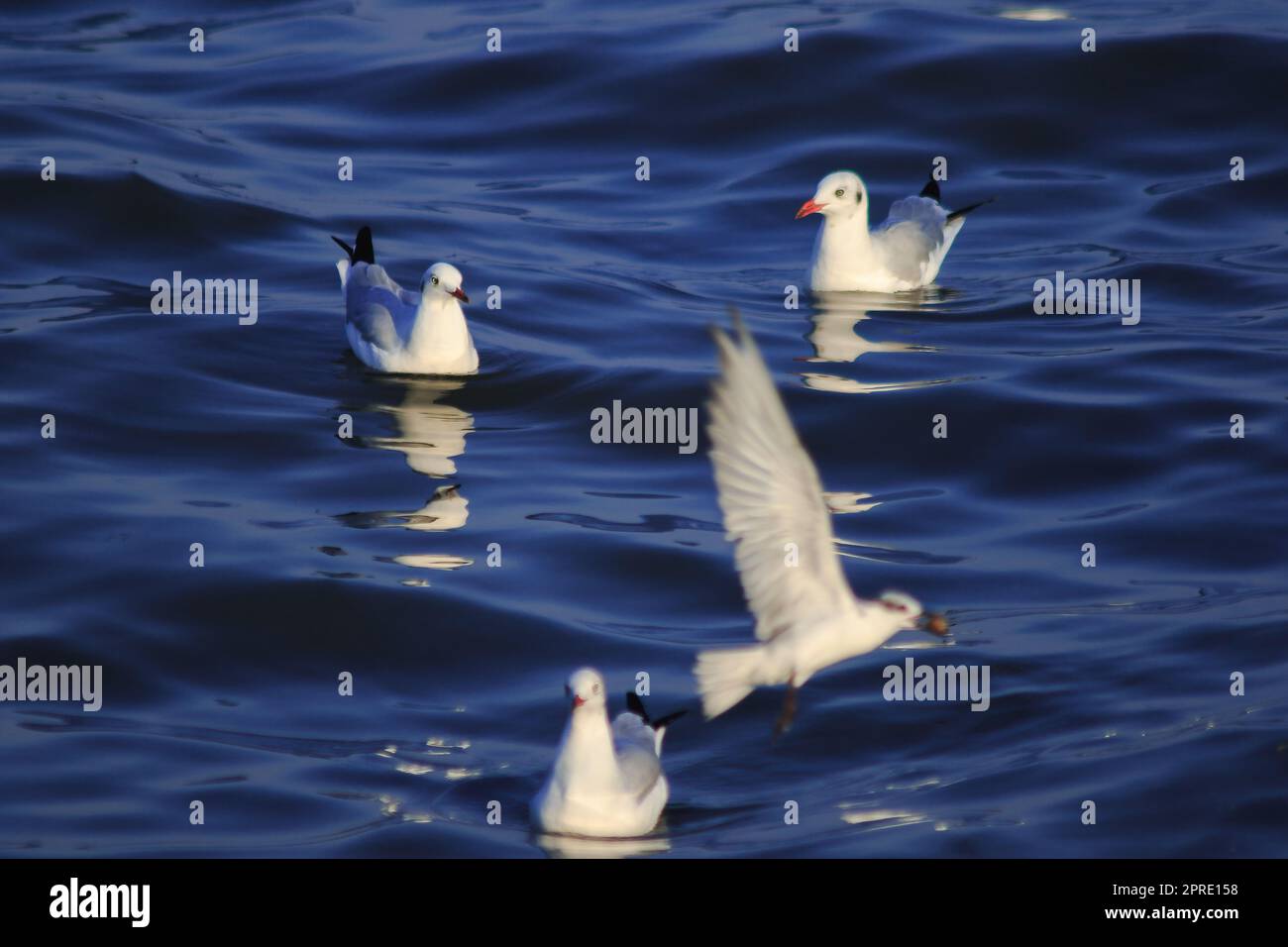 Gaviotas flotando en el agua, viviendo juntas en un grupo grande es un ave de humedales a lo largo de la costa Foto de stock