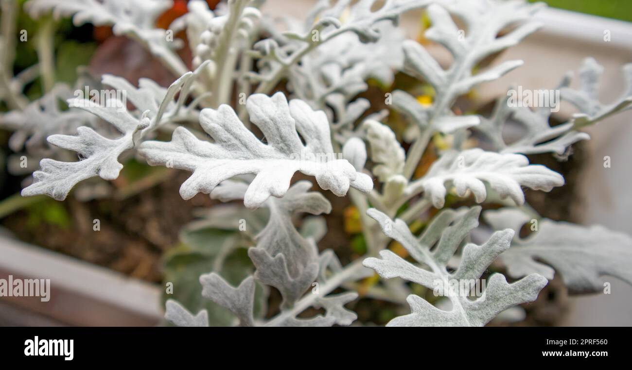 Hermosa cineraria de plata en una caja de flores en el jardín contra un fondo de hierba verde, vista superior, primer plano Foto de stock