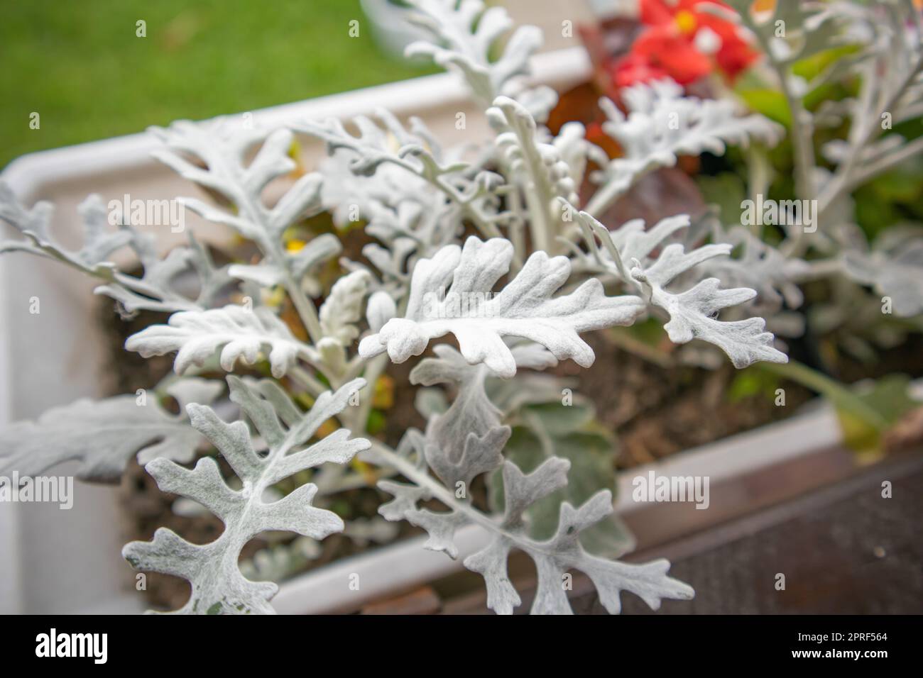 Hermosa cineraria de plata en una caja de flores en el jardín contra un fondo de hierba verde, vista superior, primer plano Foto de stock