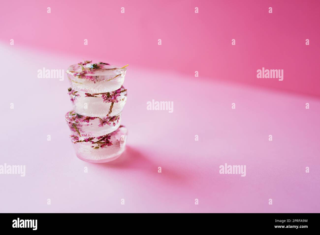 Mejora tu juego de bebidas esta temporada. Foto de estudio de flores congeladas en bloques de hielo sobre un fondo rosa. Foto de stock