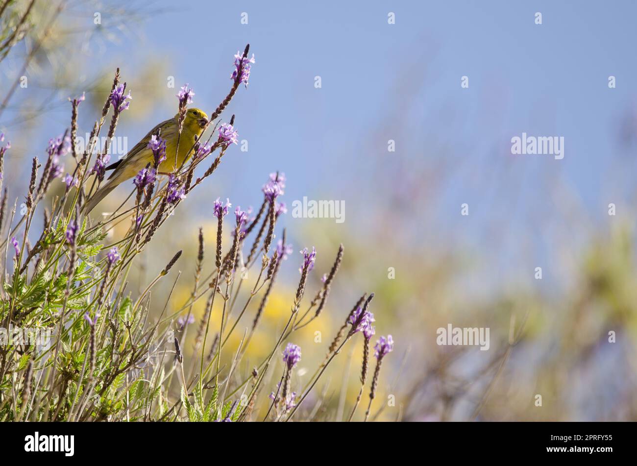 Semillas Orgánicas De Lavanda Francesa Francesa Para Plantar –