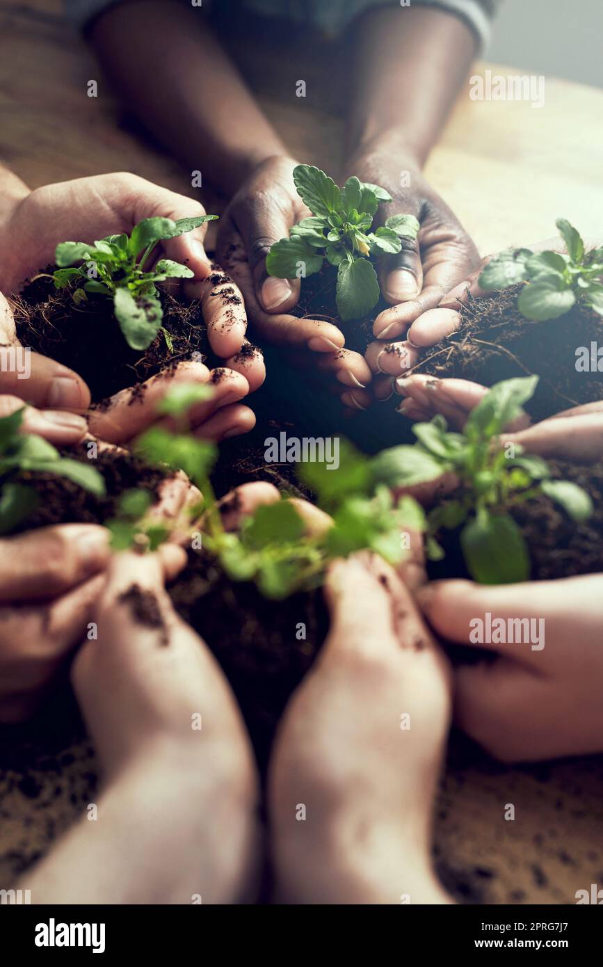 Las cosas grandes tienen pequeños comienzos. Primer plano de un grupo de personas cada una sosteniendo una planta creciendo en el suelo. Foto de stock