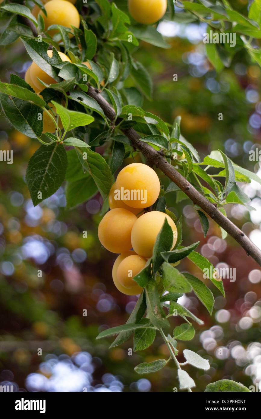Manojo de ciruelas amarillas silvestres en el árbol Foto de stock