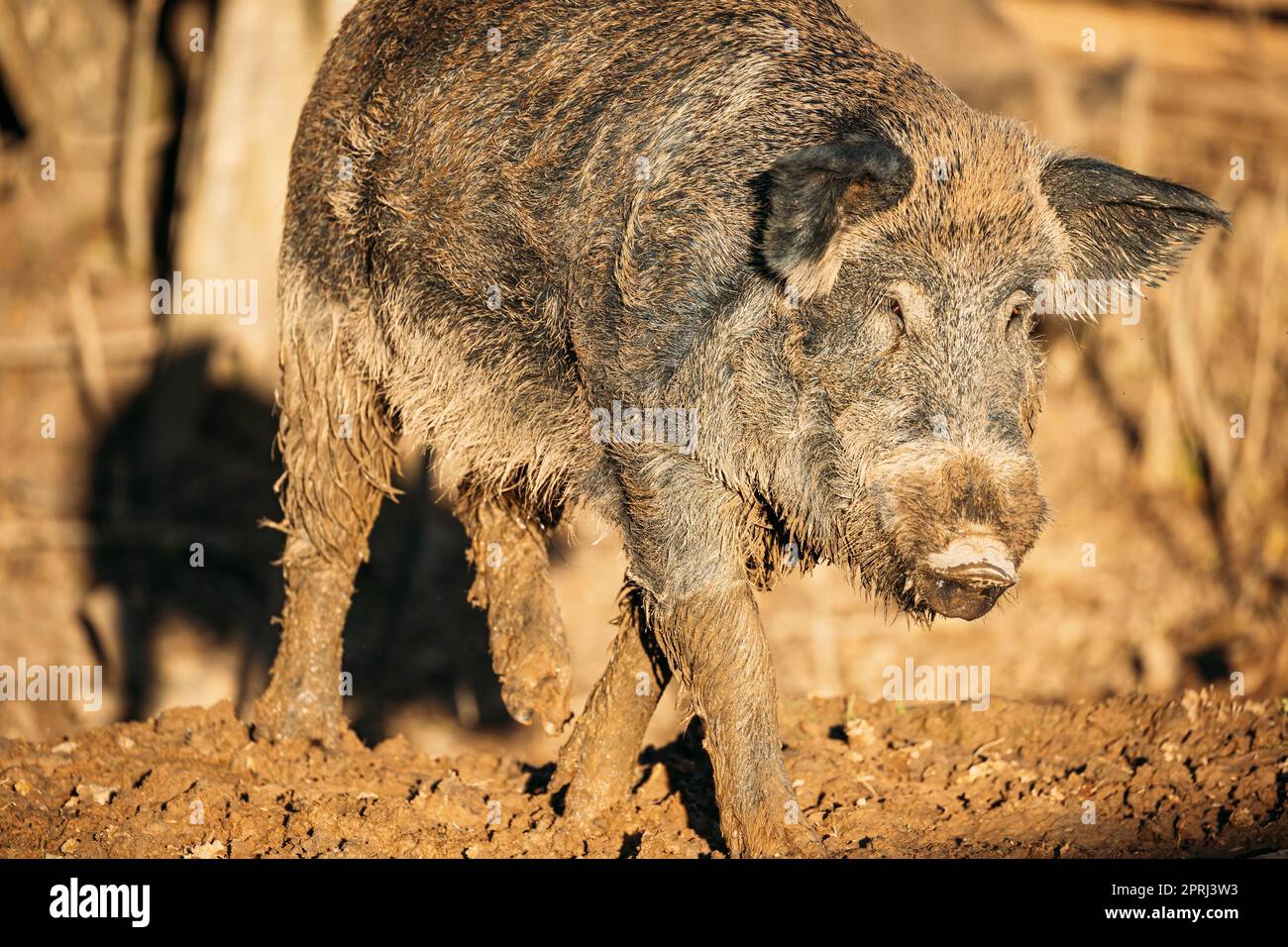 Bielorrusia. Jabalí o sus Scrofa, también conocido como el vino Salvaje, Eurasian Wild Pig Walking in Autumn Mood. Jabalí Foto de stock
