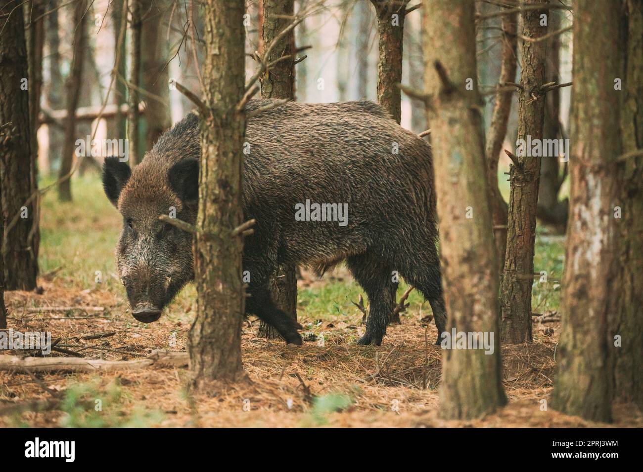 Bielorrusia. Jabalí o Sus Scrofa, también conocido como el cerdo salvaje, cerdo salvaje eurasiático mirando a través de troncos de pinos en el bosque de otoño. Jabalí salvaje es Un nativo Suid de gran parte de Eurasia, el norte de África y la isla de Sunda Foto de stock