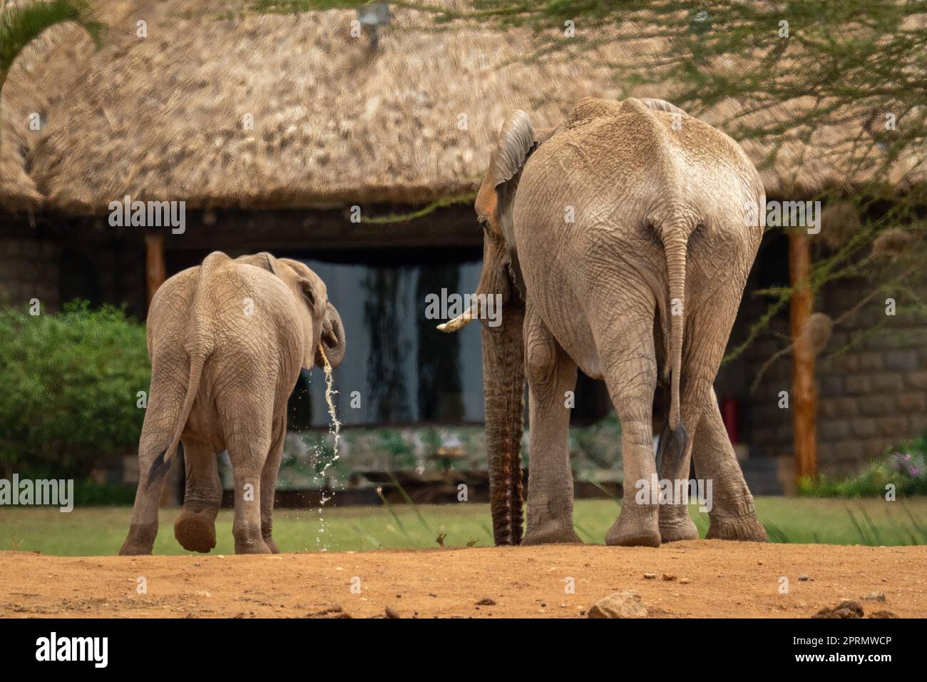 El elefante africano del arbusto y el becerro beben agua Foto de stock