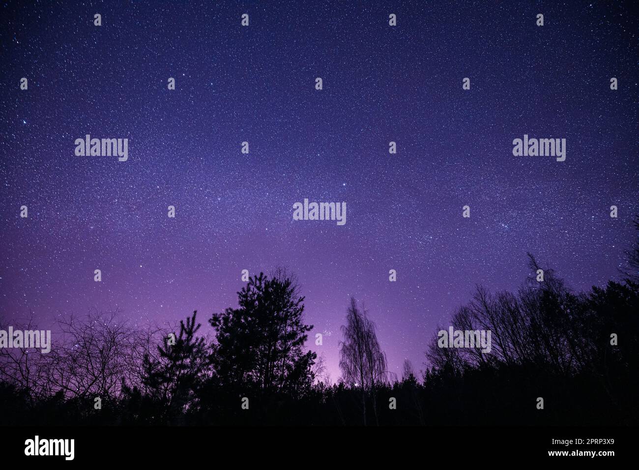 Estrellas de cielo nocturno sobre los árboles negros oscuros Siluetas Trunks a principios de la primavera. Paisaje con cielo estrellado natural sobre los bosques. Naturaleza rusa Foto de stock
