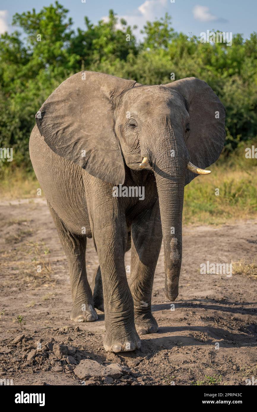 El elefante africano del arbusto levanta la cabeza hacia arriba Foto de stock