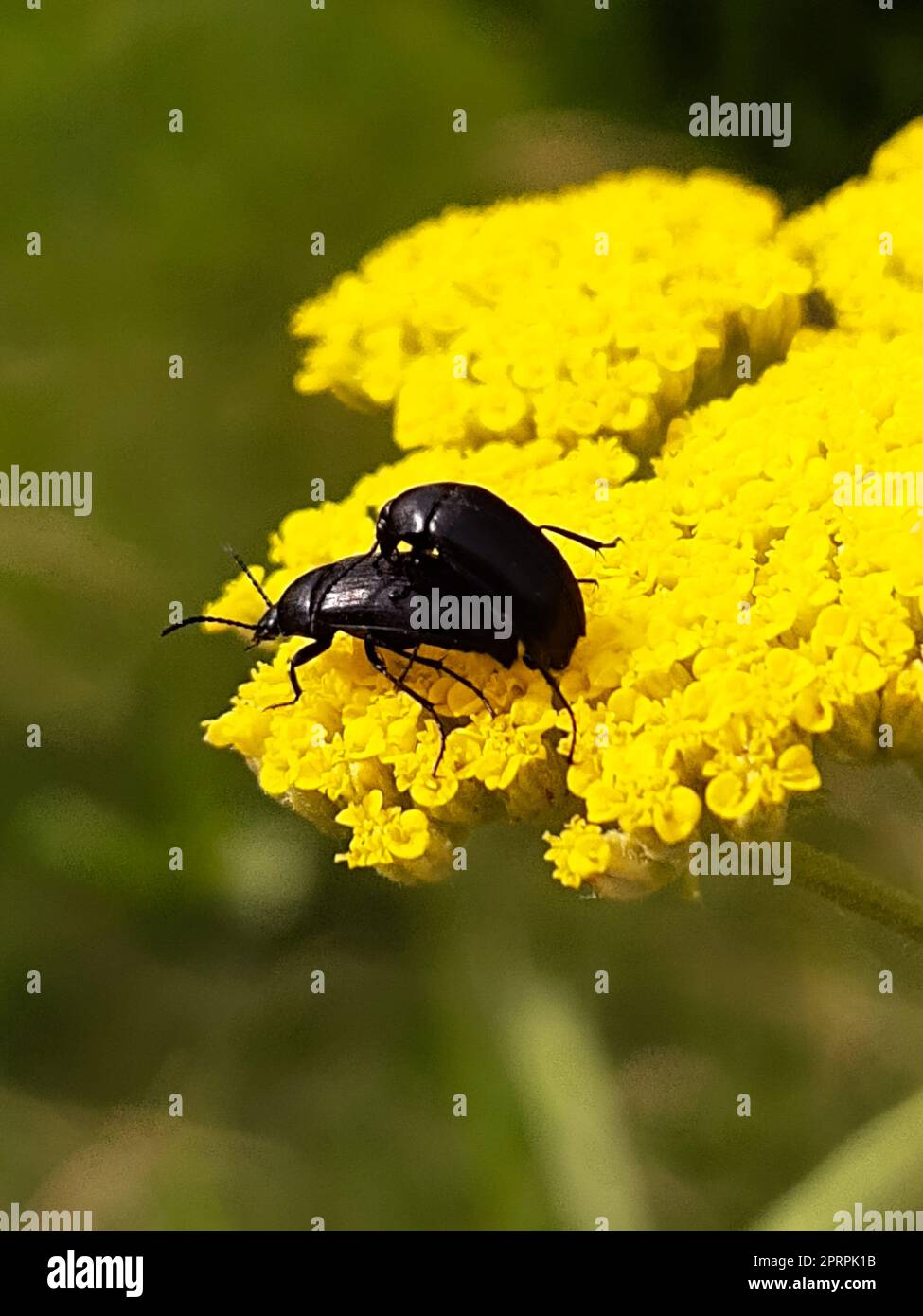 Estepa escarabajo lento en una flor amarilla se reproduce Foto de stock
