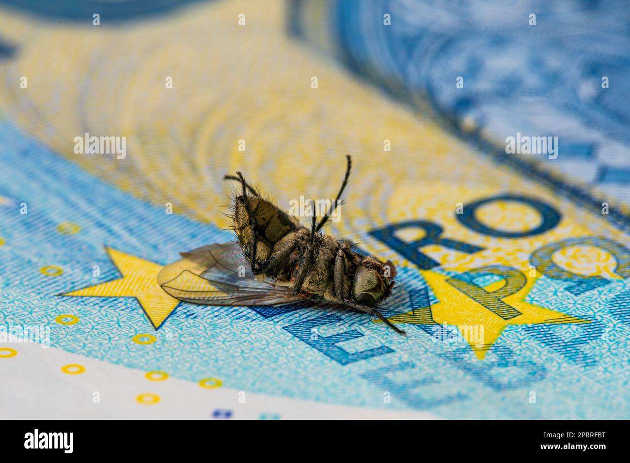 Mosca doméstica seca muerta en billete de veinte euros Foto de stock