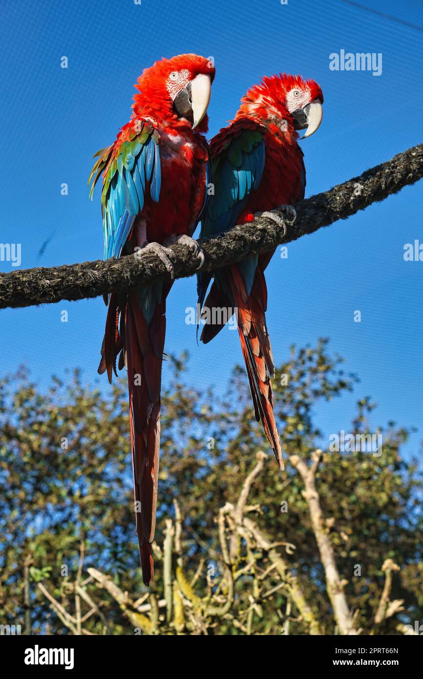 Retrato de dos guacamayos rojos en una rama. El loro es una especie en peligro de extinción. Foto animal Foto de stock