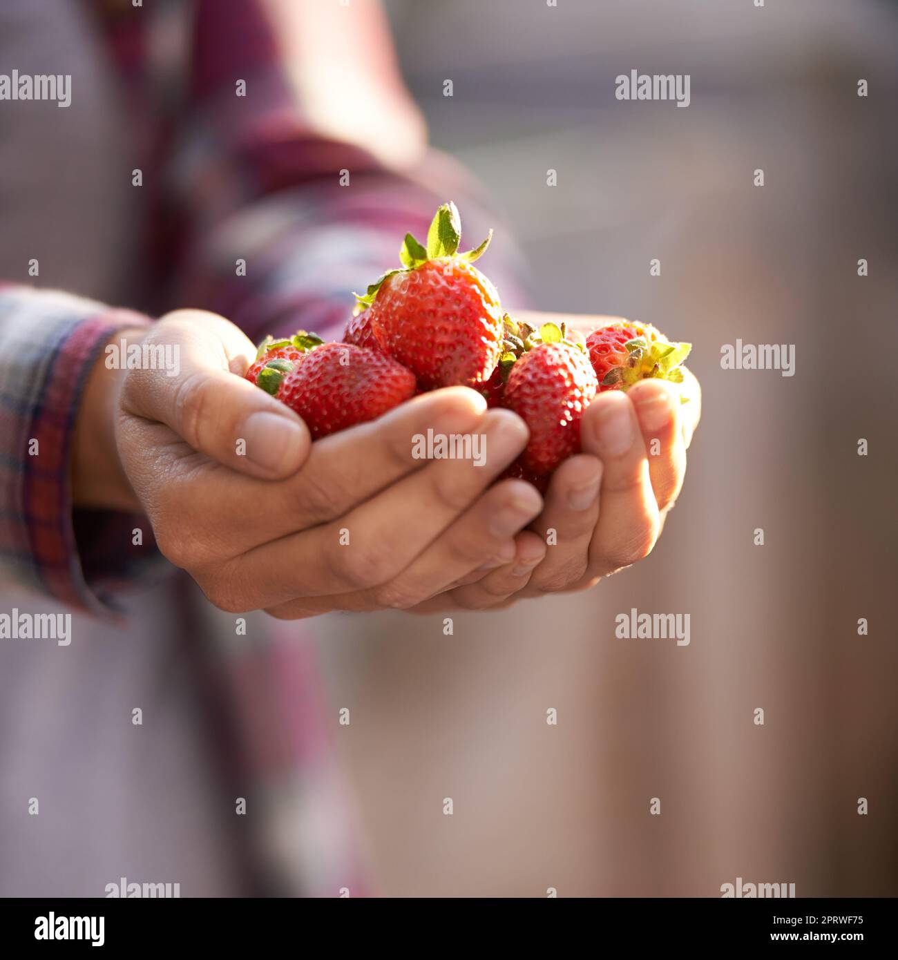 Una mujer con un puñado de fresas frescas. Foto de stock
