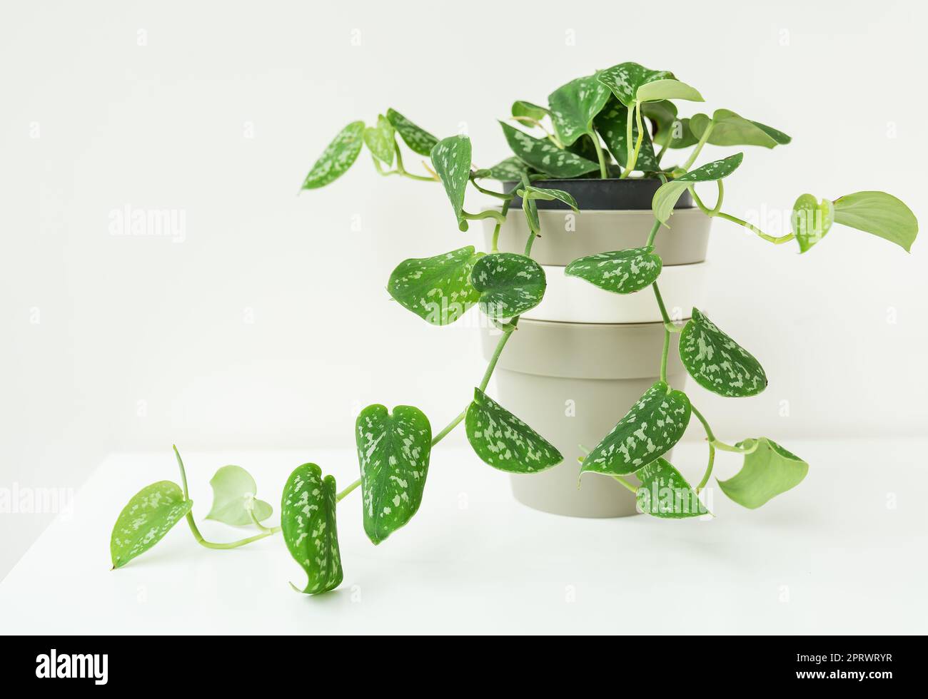Enredadera verde, maceta de tejido muy hermoso epipremnum, scindapsus.  Plantas complementarias para un clima interior saludable y diseño de  interiores Fotografía de stock - Alamy