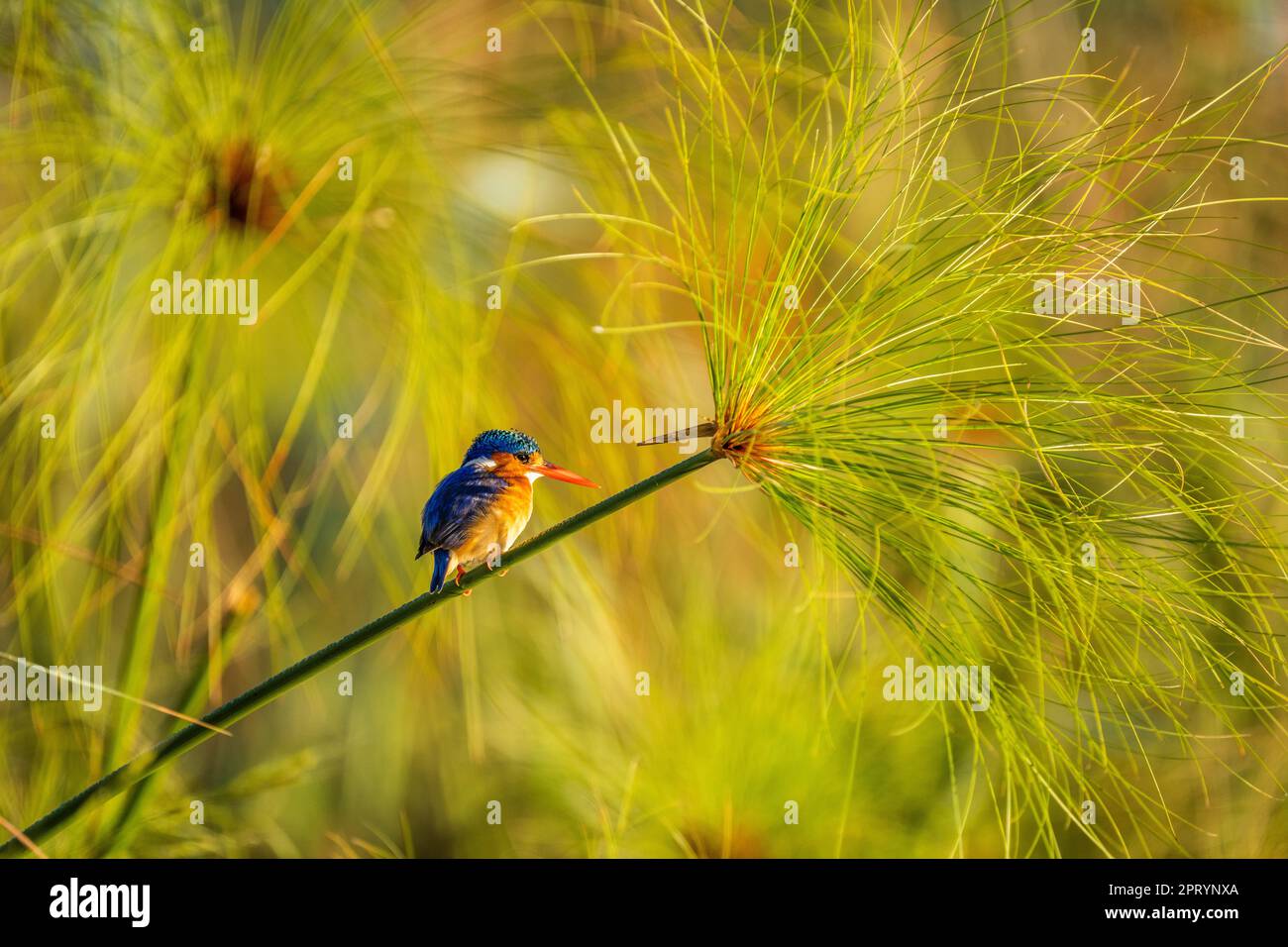 Malaquita KingFisher (Alcedo Cristata) encaramado en una rama de Papiro. Pájaro colorido. Río Kwando, Parque Nacional Bwabwata, Namibia, África Foto de stock