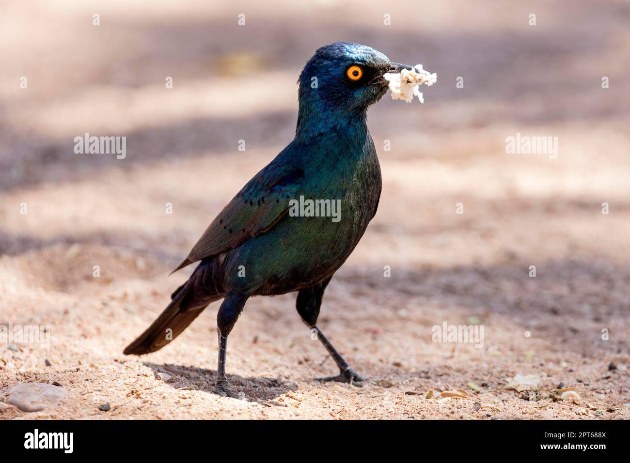 Starling brillante de vientre negro (Notopholia corruscus), Namibia Foto de stock